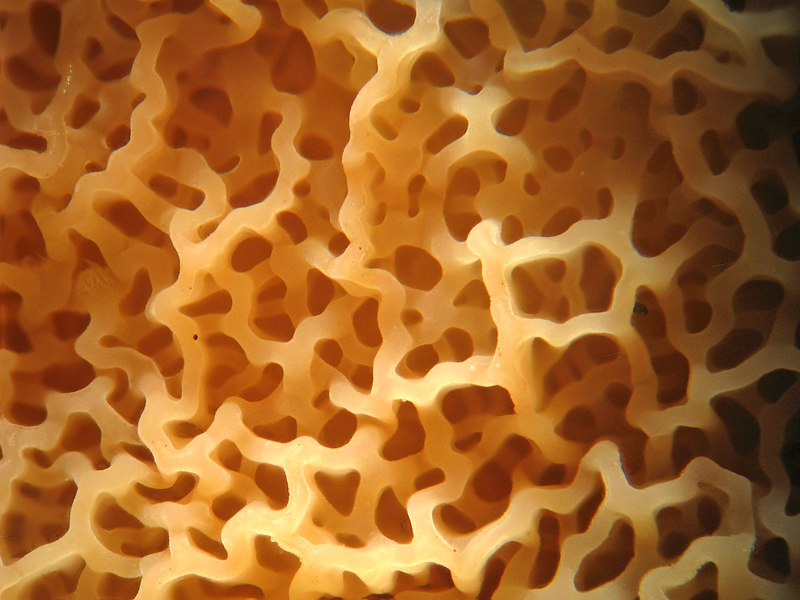 Mah... (Phlebia tremellosa)